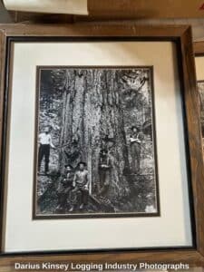 Darius-Kinsey-Logging-Industry-Photographs