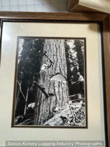Darius-Kinsey-Logging-Industry-Photographs-third-image