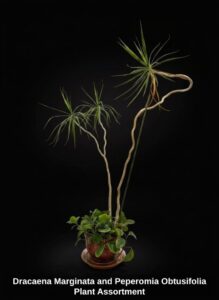 Dracaena-Marginata-and-Peperomia-Obtusifolia-Plant-Assortment