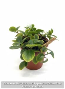 Dracaena-Marginata-and-Peperomia-Obtusifolia-Plant-Assortment-second-image