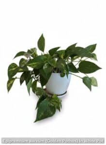 Epipremnum-aureum-Golden-Pothos-in-White-Pot