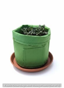 Fabric-Grow-Bags-with-Young-Plants-Set-of-second-image