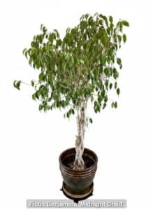 Ficus-Benjamina-Midnight-Braid-fourth-image