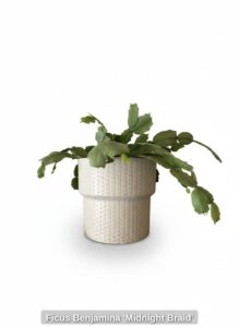 Ficus-Benjamina-Midnight-Braid-second-image