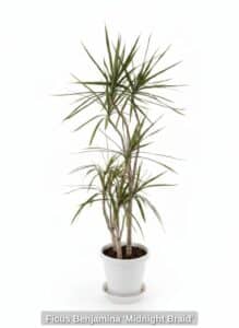 Ficus-Benjamina-Midnight-Braid-third-image