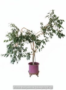 Ficus-Benjamina-Weeping-Fig