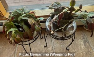 Ficus-Benjamina-Weeping-Fig-fifth-image