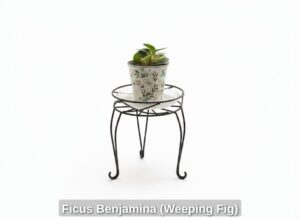 Ficus-Benjamina-Weeping-Fig-fourth-image