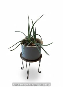 Ficus-Benjamina-Weeping-Fig-second-image