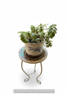Ficus-Benjamina-Weeping-Fig-sixth-image