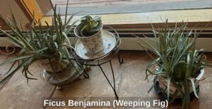 Ficus-Benjamina-Weeping-Fig-third-image