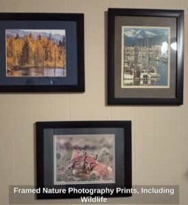 Framed-Nature-Photography-Prints-Including-Wildlife