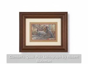 Gambels-Quail-Pair-Lithograph-by-Robert-Bateman