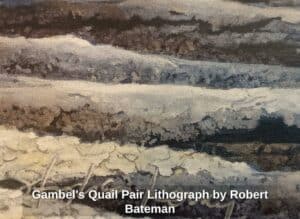 Gambels-Quail-Pair-Lithograph-by-Robert-Bateman-second-image