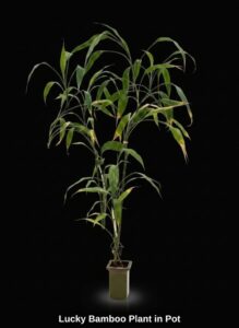Lucky-Bamboo-Plant-in-Pot