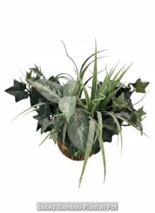 Lucky-Bamboo-Plant-in-Pot-second-image