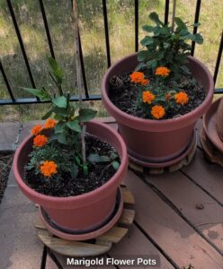 Marigold-Flower-Pots