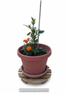 Marigold-Flower-Pots-second-image