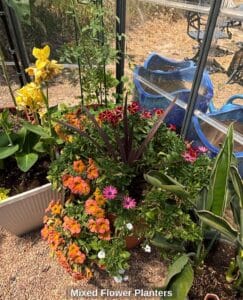 Mixed-Flower-Planters