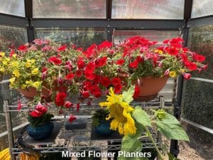 Mixed-Flower-Planters-second-image