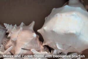 Murex-and-Conch-Shells-with-Decorative-Starfish