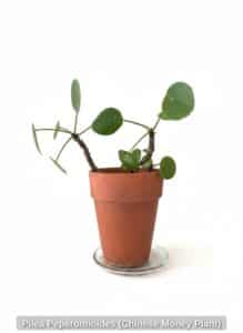 Pilea-Peperomioides-Chinese-Money-Plant
