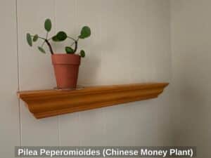 Pilea-Peperomioides-Chinese-Money-Plant-second-image