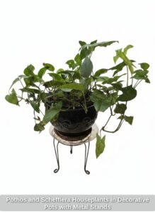 Pothos-and-Schefflera-Houseplants-in-Decorative-Pots-with-Metal-Stands