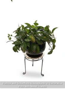 Pothos-and-Schefflera-Houseplants-in-Decorative-Pots-with-Metal-Stands-second-image