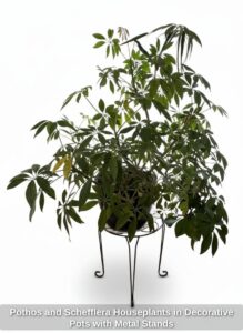 Pothos-and-Schefflera-Houseplants-in-Decorative-Pots-with-Metal-Stands-third-image