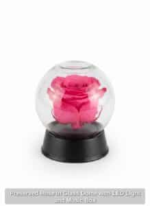 Preserved-Rose-in-Glass-Dome-with-LED-Light-and-Music-Box