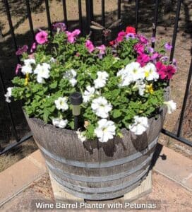 Wine-Barrel-Planter-with-Petunias