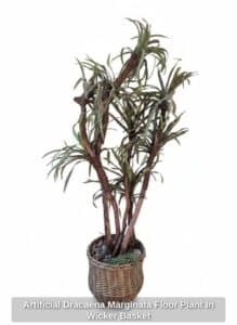 Artificial-Dracaena-Marginata-Floor-Plant-in-Wicker-Basket
