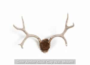 Deer-Antler-Skull-Cap-Wall-Mount-second-image