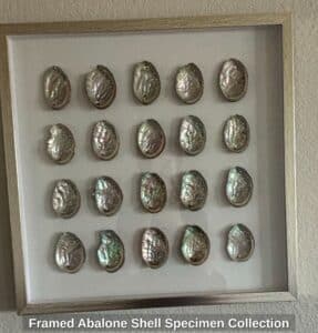 Framed-Abalone-Shell-Specimen-Collection