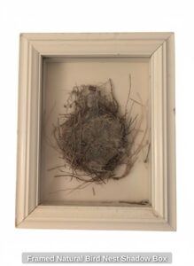 Framed-Natural-Bird-Nest-Shadow-Box