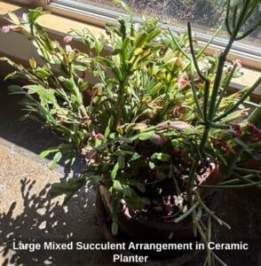 Large-Mixed-Succulent-Arrangement-in-Ceramic-Planter-second-image