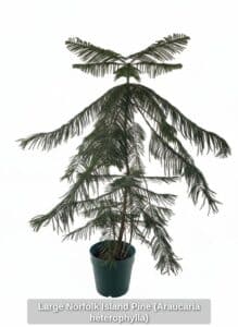 Large-Norfolk-Island-Pine-Araucaria-heterophylla