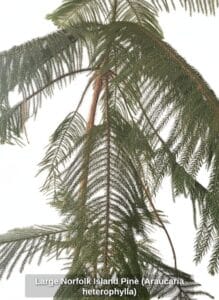 Large-Norfolk-Island-Pine-Araucaria-heterophylla-second-image