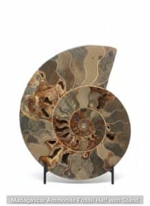 Madagascar-Ammonite-Fossil-Half-with-Stand