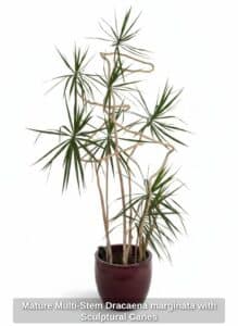 Mature-Multi-Stem-Dracaena-marginata-with-Sculptural-Canes