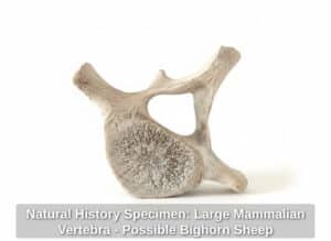 Natural-History-Specimen-Large-Mammalian-Vertebra-Possible-Bighorn-Sheep