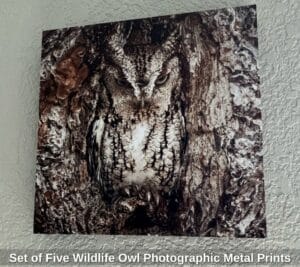 Set-of-Five-Wildlife-Owl-Photographic-Metal-Prints