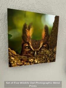 Set-of-Five-Wildlife-Owl-Photographic-Metal-Prints-fifth-image