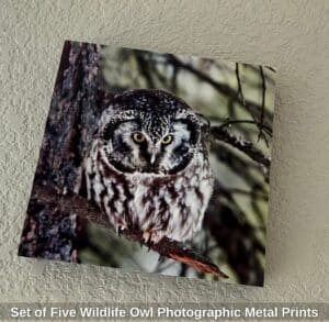 Set-of-Five-Wildlife-Owl-Photographic-Metal-Prints-fourth-image