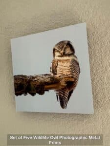 Set-of-Five-Wildlife-Owl-Photographic-Metal-Prints-second-image
