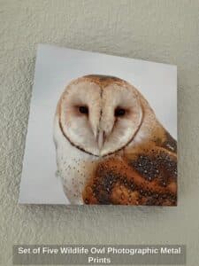 Set-of-Five-Wildlife-Owl-Photographic-Metal-Prints-third-image