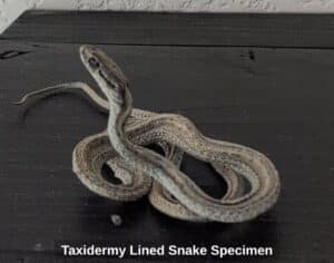 Taxidermy-Lined-Snake-Specimen