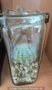 Vintage-Clear-Glass-Terrarium-Jar