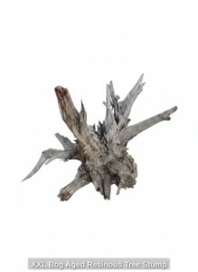 XXL-Bog-Aged-Resinous-Tree-Stump
